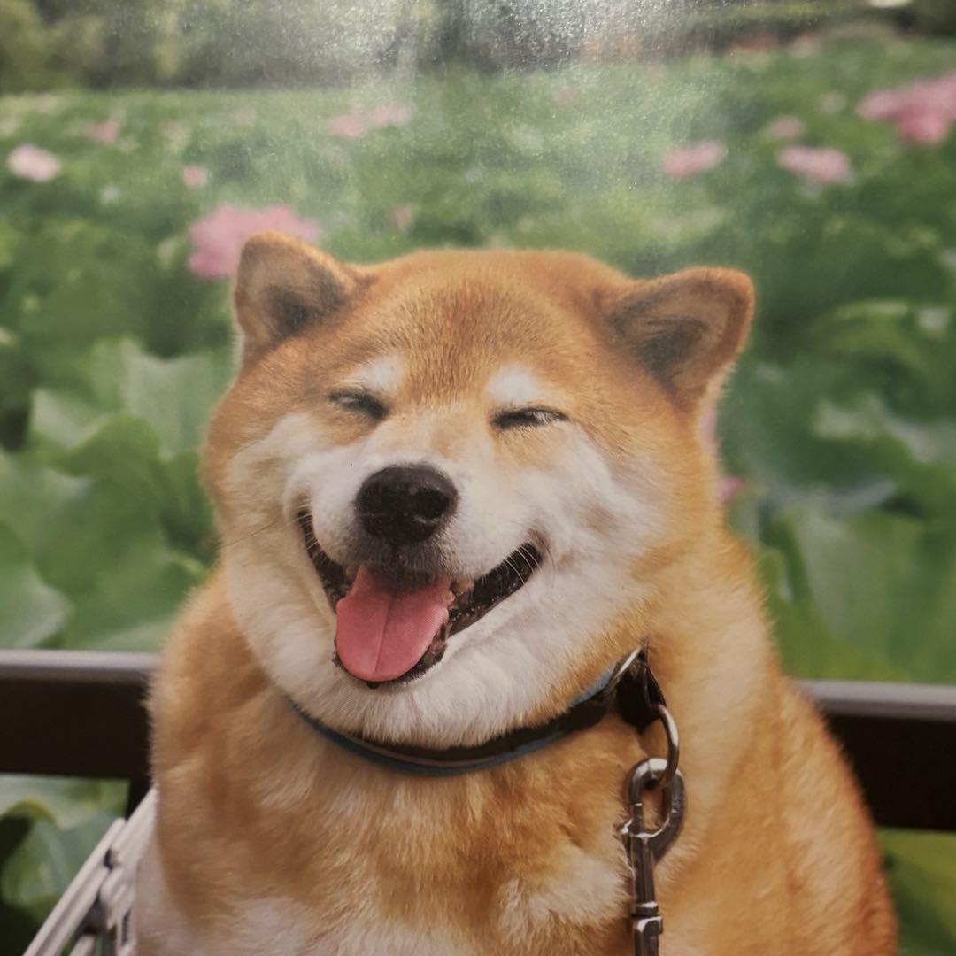 専用　モンスター