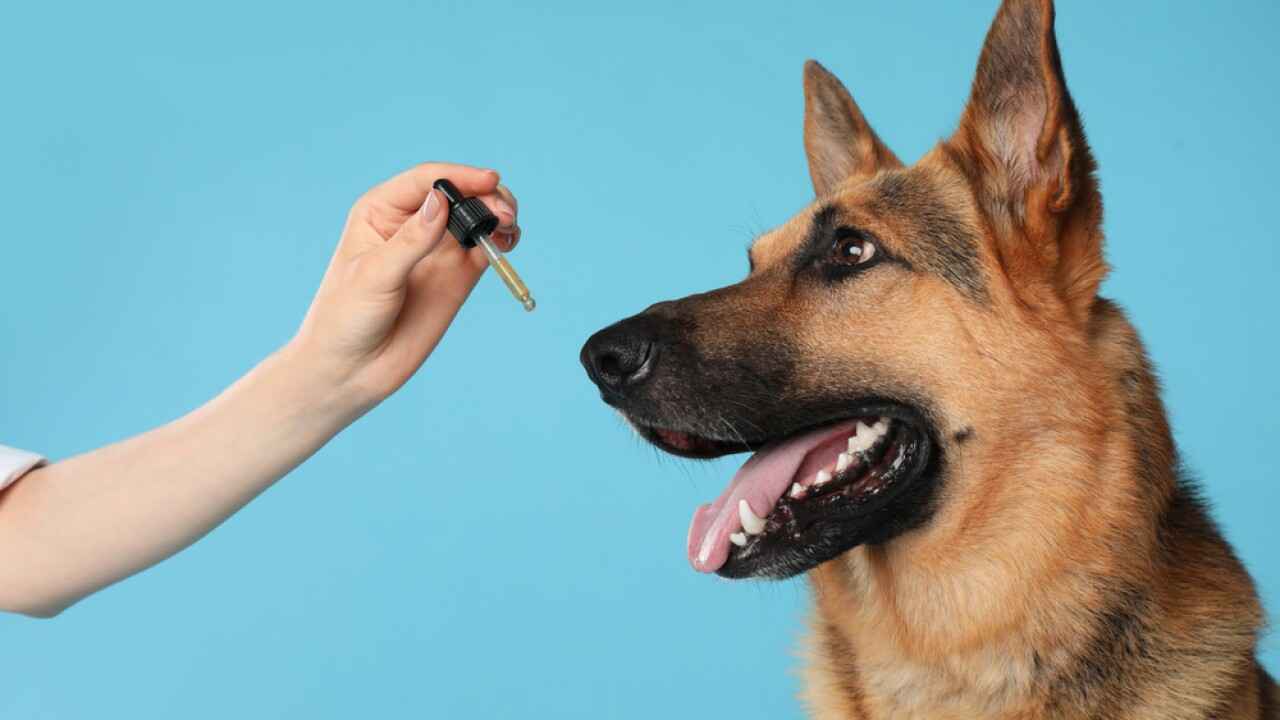 CBD Oil for Dogs