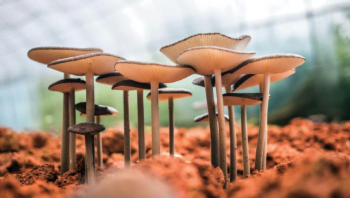Mushroom benefits
