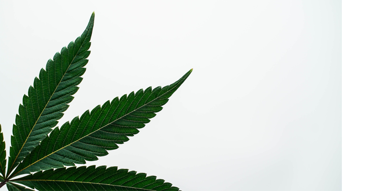 Understanding the Marijuana Rehab Process