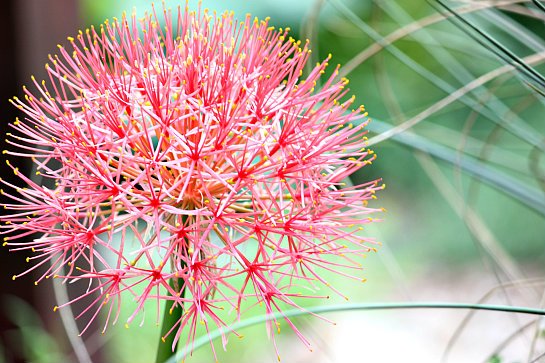 What Is Starfire Lily Plant