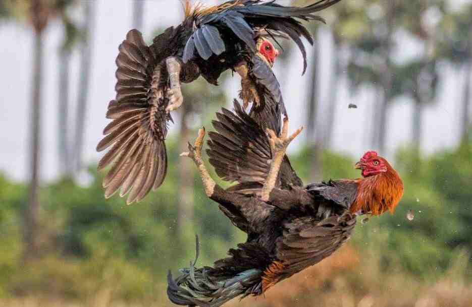 7d8ba86cb4c9d3179c72f2f002d97cf0 1 11zon wpc2023